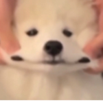Pugify's Pack