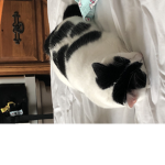 cats love peeps