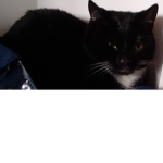 The croup of cats