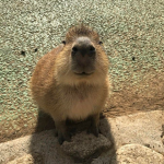 Cappy Flappys