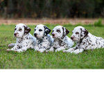 partypuppys