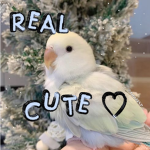 real cute'