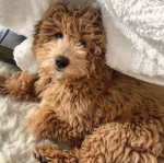 -pets-galore-