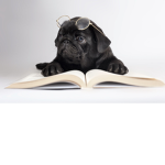 Pugs forever LOL
