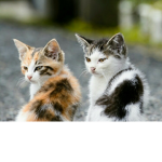 The Cat And Kitten Team