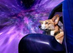 #SPACEDOGIES