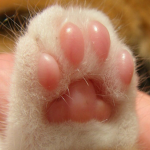 Tabby Toe Beans