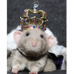 Rats are the best in this world