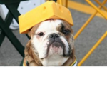 cheddar dog clan