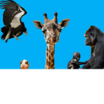 AnimalsNation