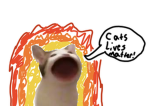#CatsLivesMatter