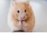 Save the rodents! Rodent SOS!