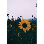 Sunshine Aesthetic <3