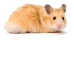 Amazing Hamsters