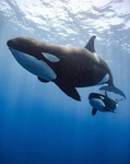 orca's store