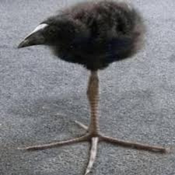 bird battles remastered [alpha]