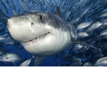 opperation save the sharks
