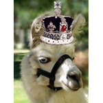 FancyLlamas