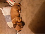Toby life