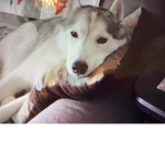 Gone to the snow dogs group YT