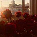 ' roses '