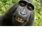 brocken chimp.sim