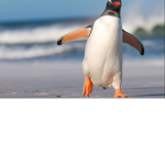 Very Epic Penguin Army