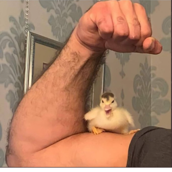 Up Builder!