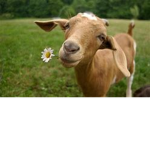 we are all a goat