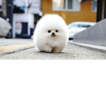 Puppy’s!!!!