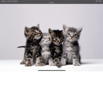 Cute Cat people that are cool