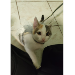 Chico Morado