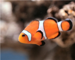 fish lovers