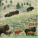 The northern mountain men
