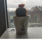 Succulent: Feeling Sharp