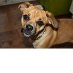 cute dogs!!!!!!!!!!!!!!!!!!!!!!!!!!!!