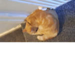 Kittyssssss