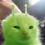 windowsvista37's cat club