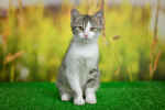 meowpp