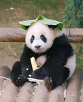 pandafartxd