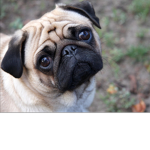 We love pugs group cool