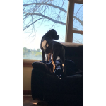 Fan group of my dog coffee