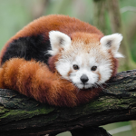 Red Panda Fun Group