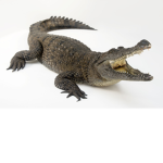 Crocodile club