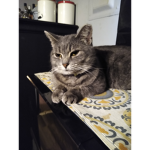 Nermal's Group of Cats