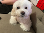 I luv PUPPIES :3
