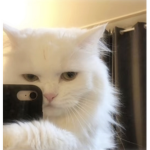 tanii