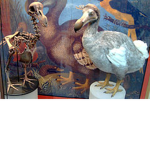 DODO group!