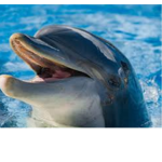 Dolphin Shop