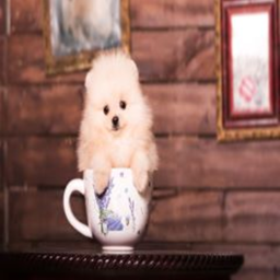 Puppies United! ~ Vibe With Puppies